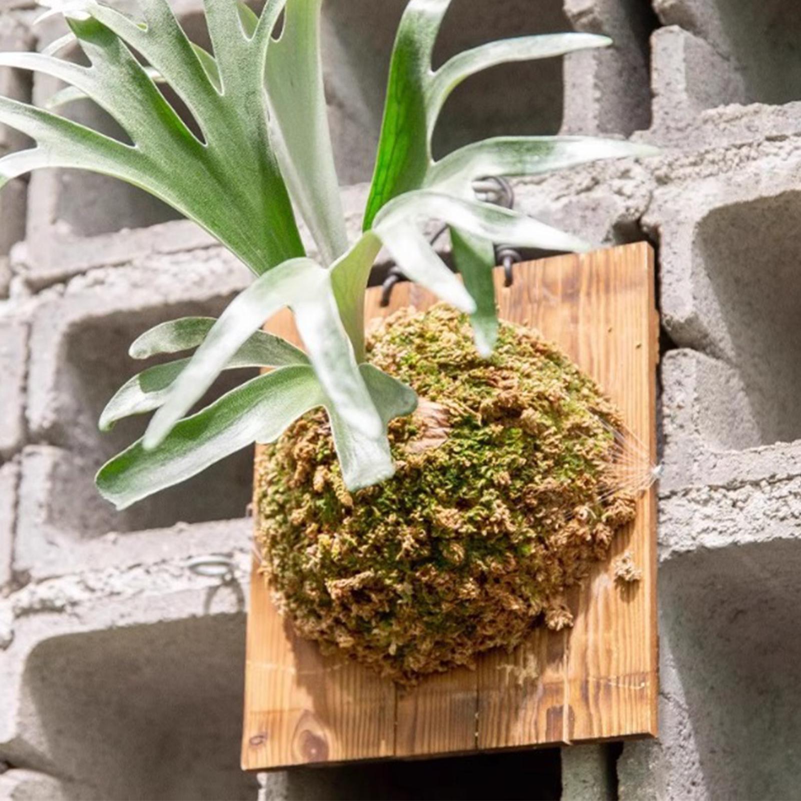 1 шт., подвесная доска для пап – обзор и цена Vertical Wall Planter