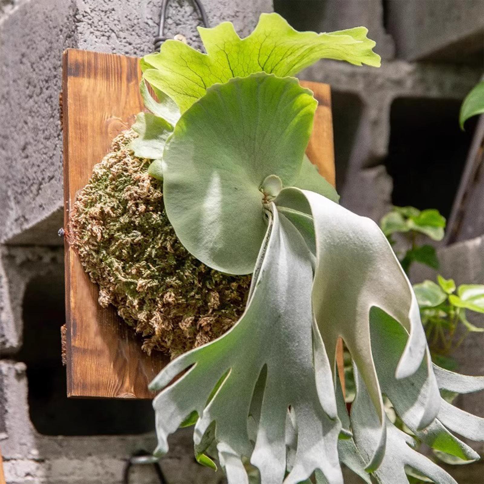 1 шт., подвесная доска для пап – обзор и цена Vertical Wall Planter